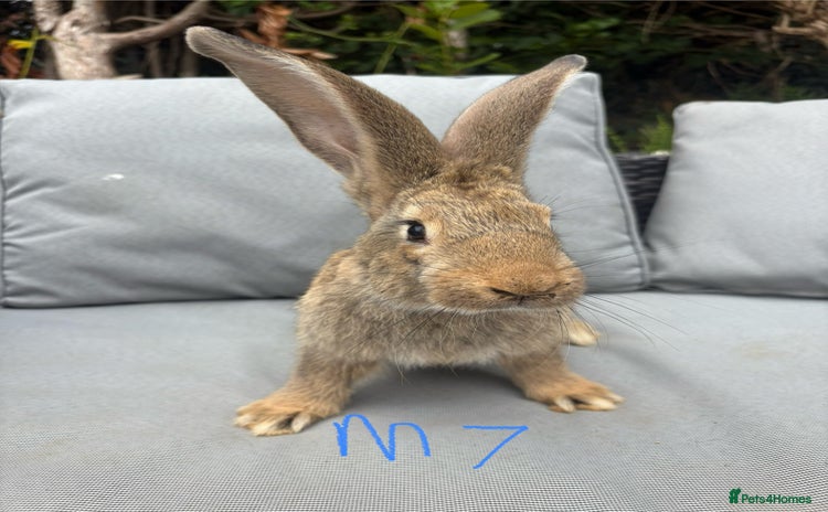 Continental Giant rabbits - Advert 4