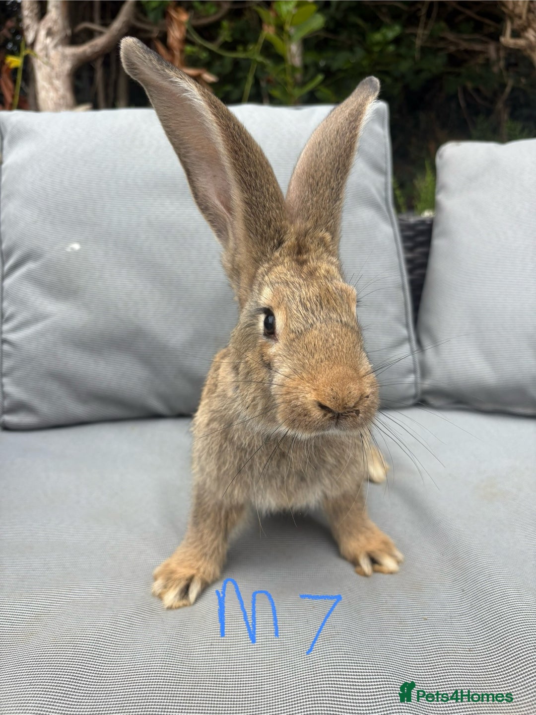 Continental Giant rabbits for sale: Only one left.  - Image 1