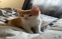 Mixed Breed cats for sale: Kittens in Denbigh - Image 1
