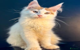 Maine Coon cats for sale: Maine Coon Kittens  - Image 13