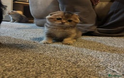 Scottish Fold cats for sale: TICA REGISTERED SCOTTISH BABIES  - Image 13