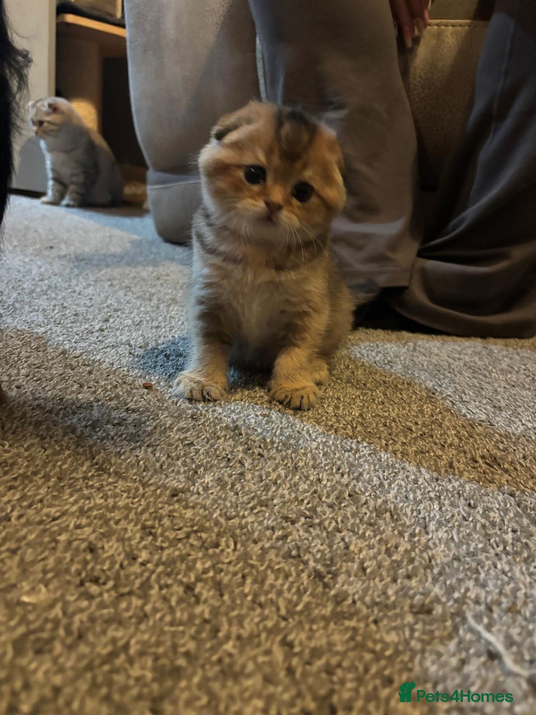 Scottish Fold cats for sale: TICA REGISTERED SCOTTISH BABIES  - Image 13