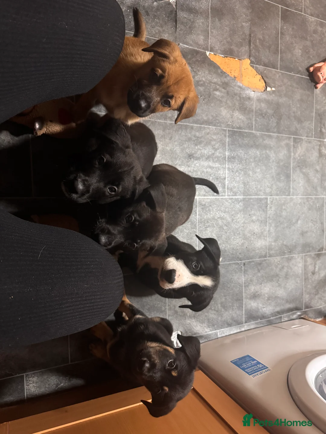 Mixed Breed dogs for sale: RARE BLUE EYE Sholly  ** tiff x Husky  - Advert 11