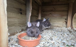 Netherland Dwarf rabbits for sale: Chocolate netherlands for sale - Image 3