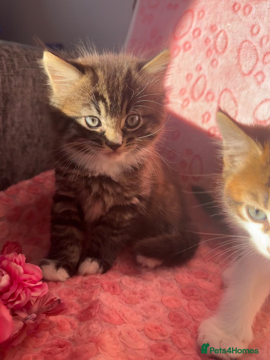Maine Coon cats for sale: Fluffy Maine Coon Cross Kittens 😸🌺  - Advert 1