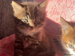 Maine Coon cats Fluffy Maine Coon Cross Kittens 😸🌺 - Advert 2