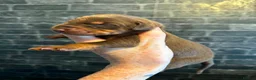 Dobermann dogs for sale: Kc reg health tested Doberman’s  - Advert 6