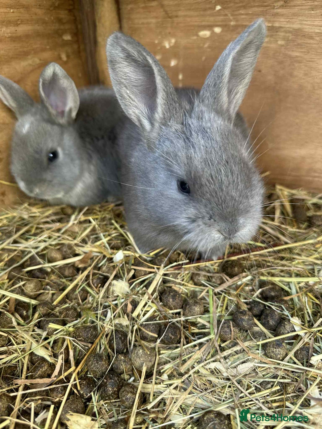 Continental Giant rabbits for sale: 3 Continental giant rabbit babies - Advert 10