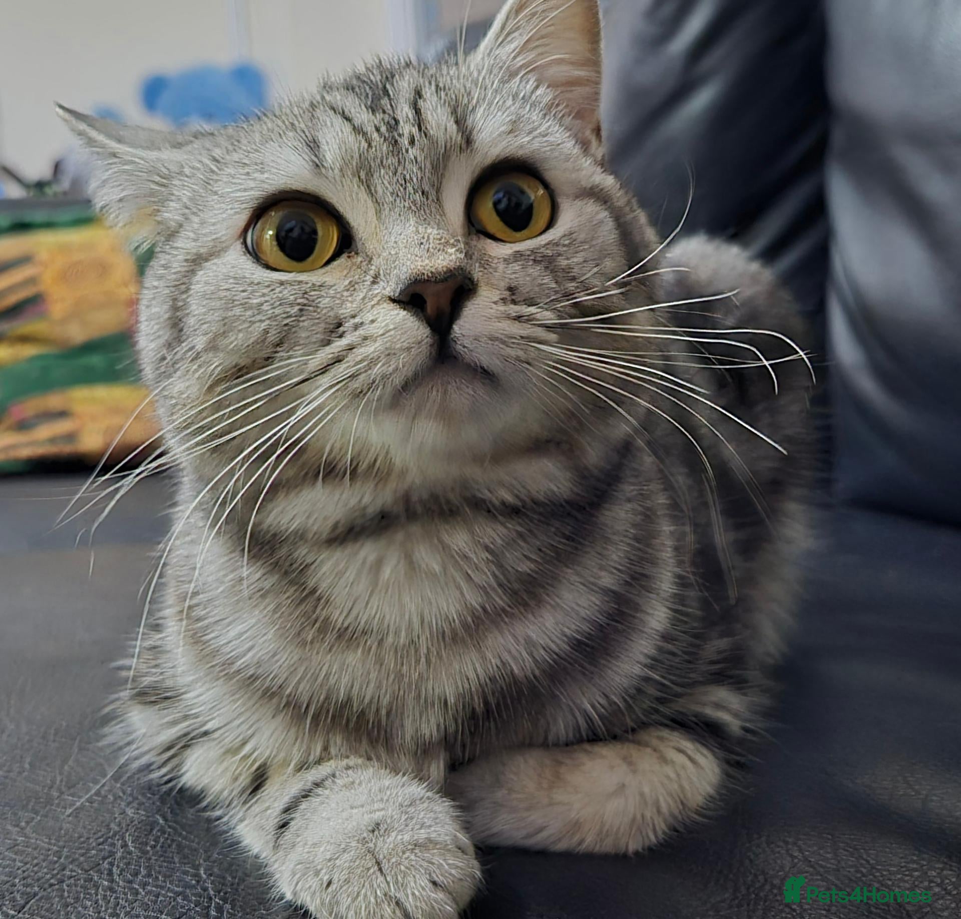 British Shorthair cats Beautiful Silver Shorthair Female Cat - Advert 16
