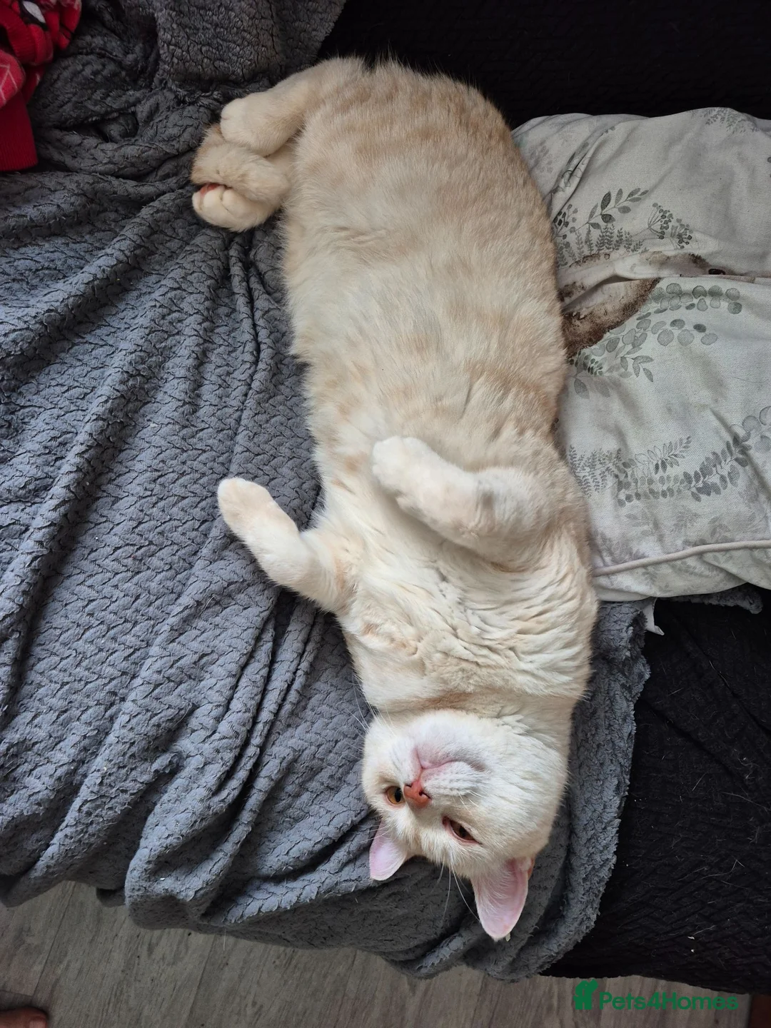 British Shorthair cats for sale: Rehoming due to no fault of his own  - Advert 2