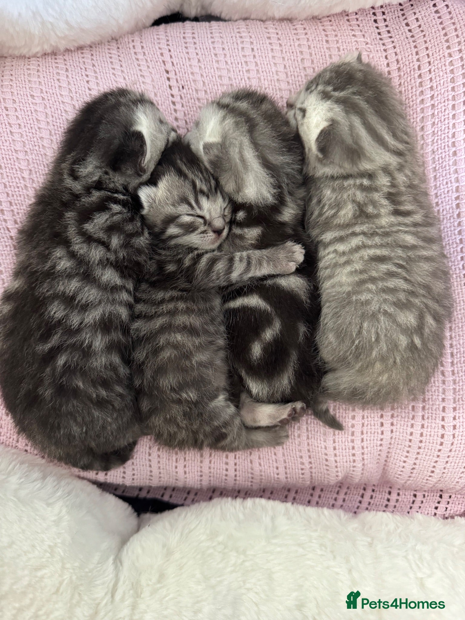 British Shorthair cats British Shorthair KittenSmoke Tabby  3 Girls 1 Boy - Advert 9