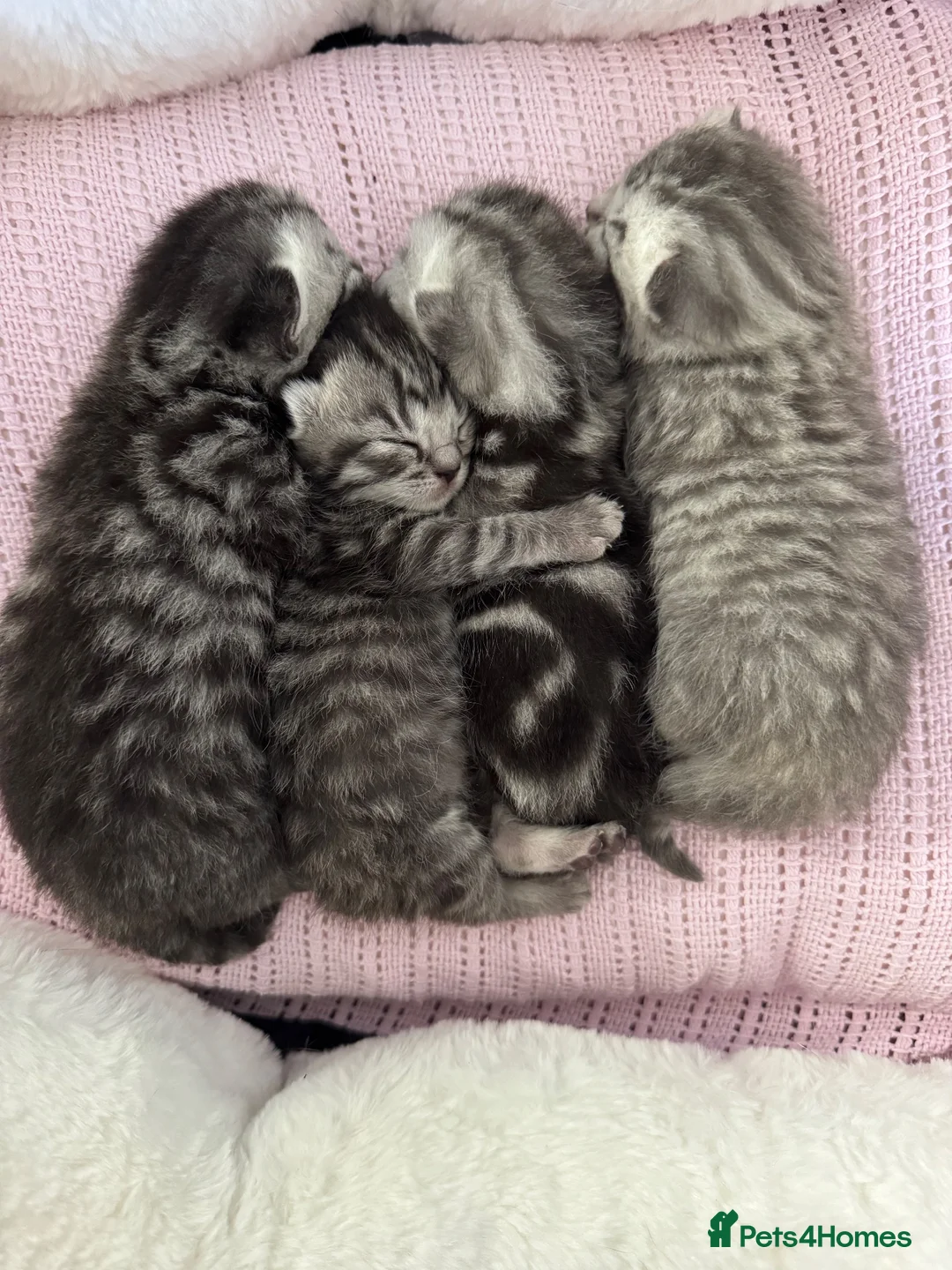 British Shorthair cats for sale: British Shorthair KittenSmoke Tabby  3 Girls 1 Boy - Advert 1