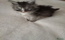 Maine Coon cats for sale: Main coon x Ragdoll - Image 4