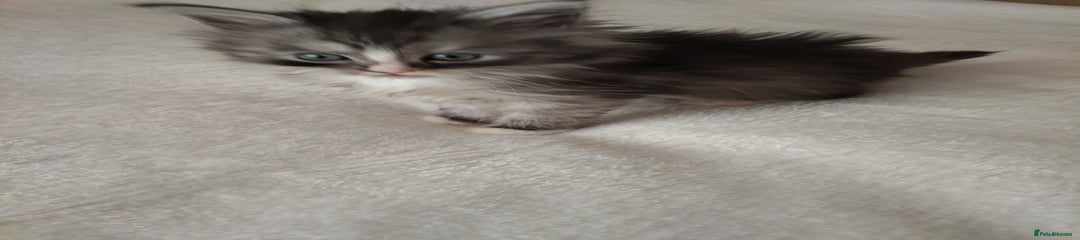 Maine Coon Kitten 4