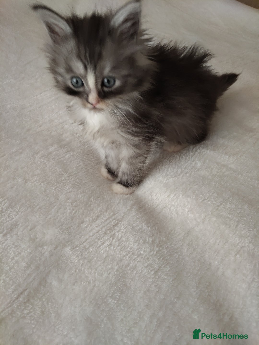 Maine Coon cats for sale: Main coon x Ragdoll - Image 4
