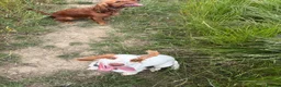 Cocker Spaniel dogs for sale: 7 month old cocker  in Sheffield - Advert 3