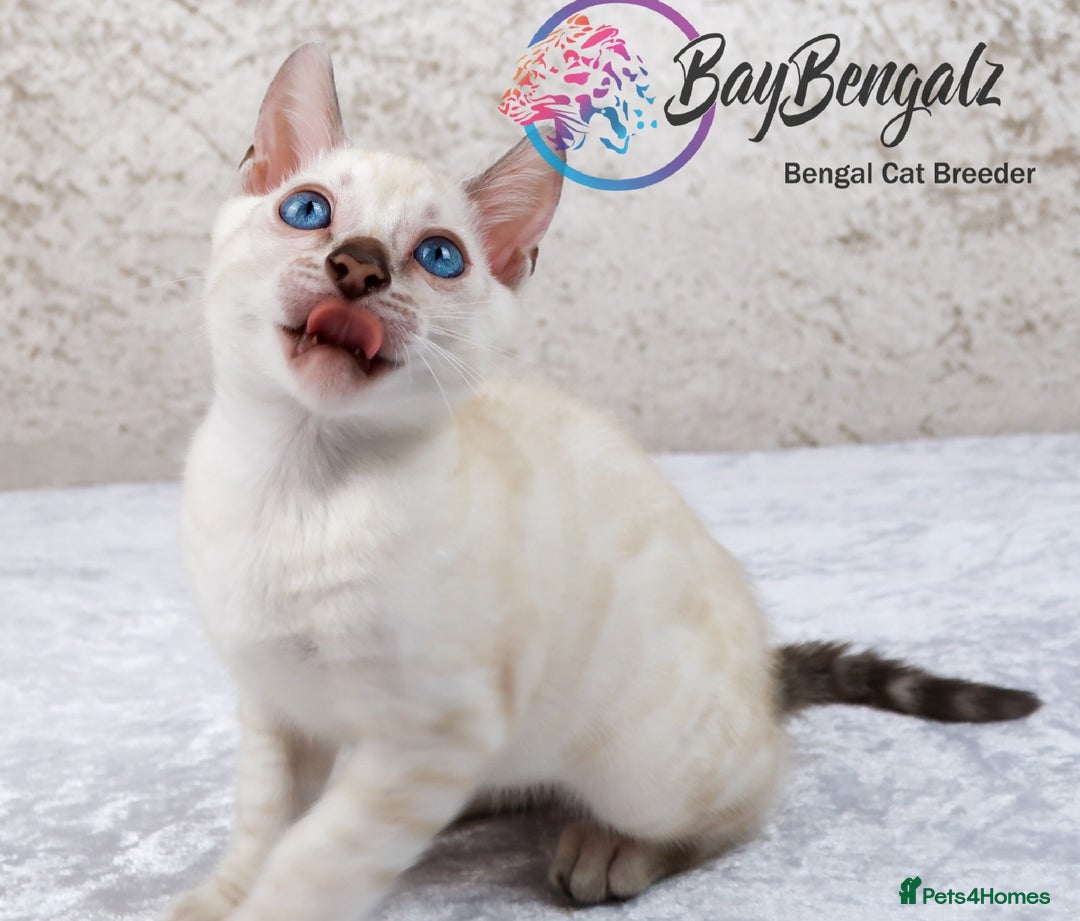 Bengal cats for sale: 1 Boy left, Bengal Snow kittens from RW TGC Sire - Image 14