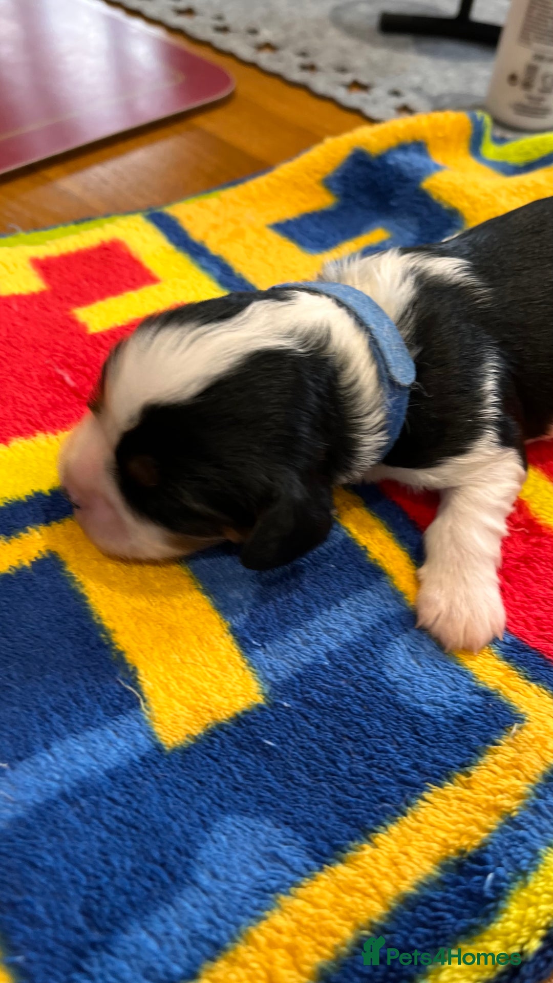 Cavalier King Charles Spaniel dogs for sale: Stunningly cute Cavalier King Charles Puppies  - Image 4