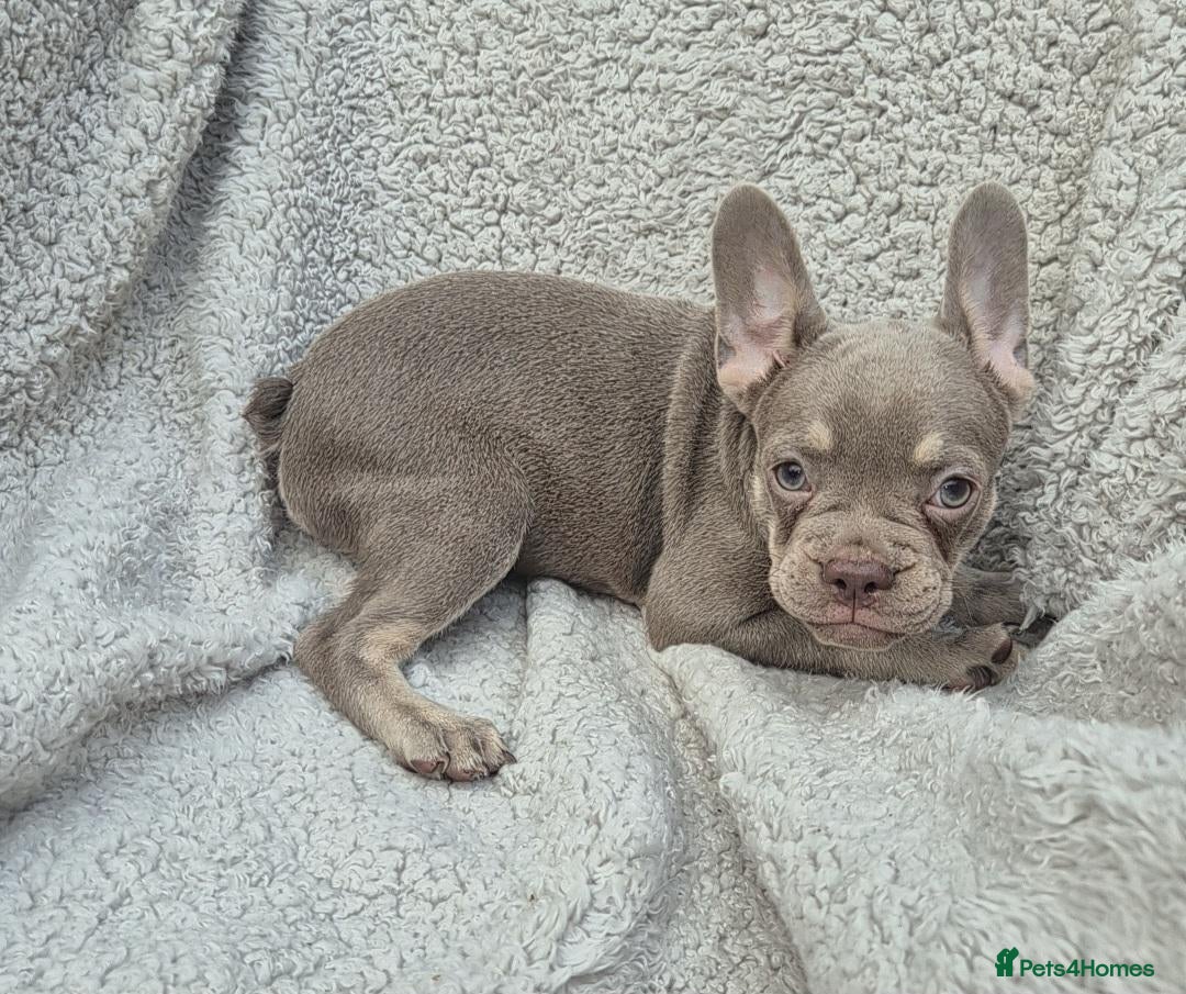 French Bulldog dogs PriceDrop-Last 2 Left.HealthTested&Ready To Leave  - Advert 2