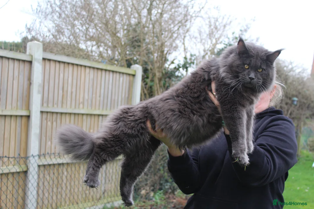 Maine Coon cats for stud: Maximus Majestic Maine Coon Stud  - Advert 11