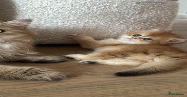 British Longhair cats - Advert 8