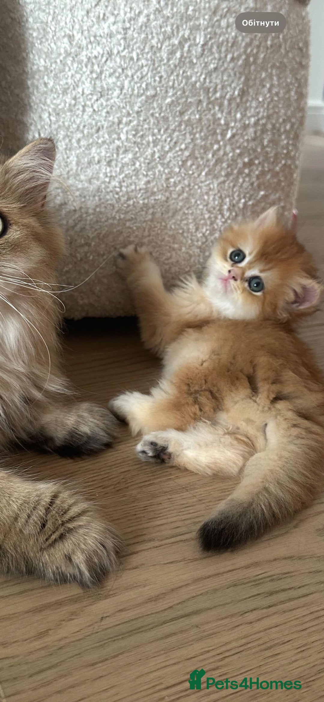 British Longhair cats for sale: We are selling 2 gorgeous british shorthairs - Image 2