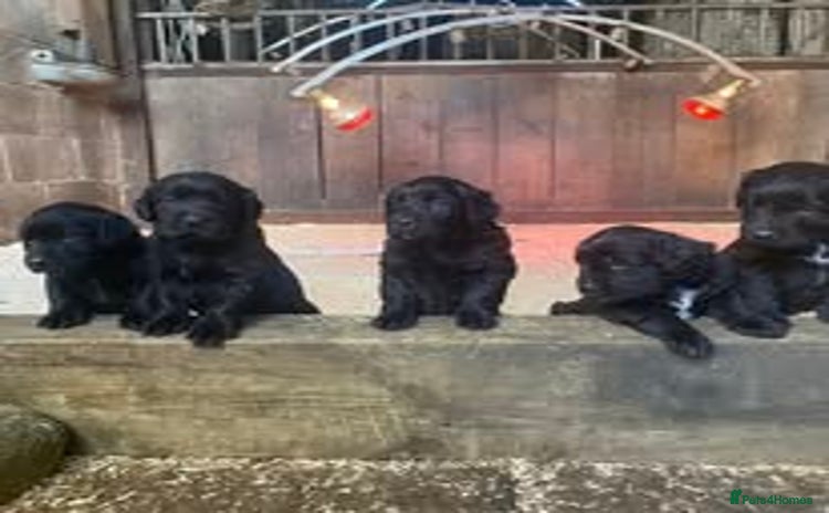 Mixed Breed dogs - Advert 13