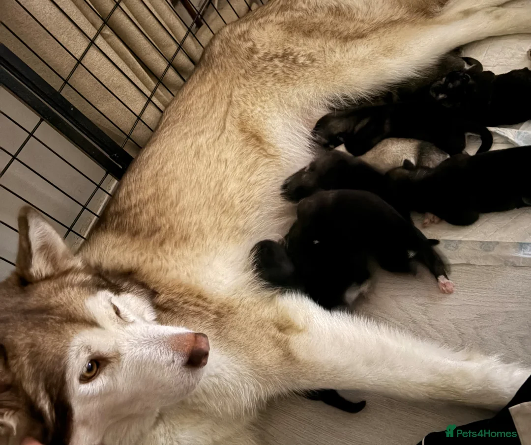 Utonagan dogs for sale: Alaskan malamute x Siberian husky - Advert 3