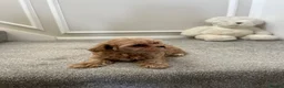 Maltipoo dogs for sale: Tiny F1 Asian maltipoo✨  - Advert 13