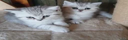 British Shorthair cats for sale: Beautiful British Shorthaired kittens  - Advert 1