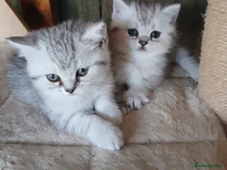 British Shorthair cats Beautiful British silver tabby kittens - Advert 1