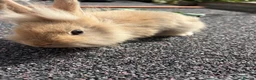 Mixed Breed rabbits for sale: mixed breed lionhead/netherland dwarf bunnies  - Advert 3