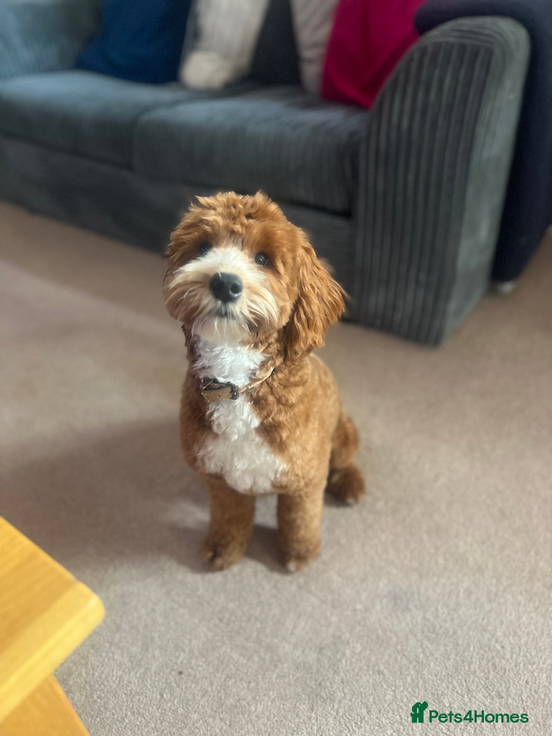 Cockapoo dogs for sale: 11 month old cockapoo  - Image 4