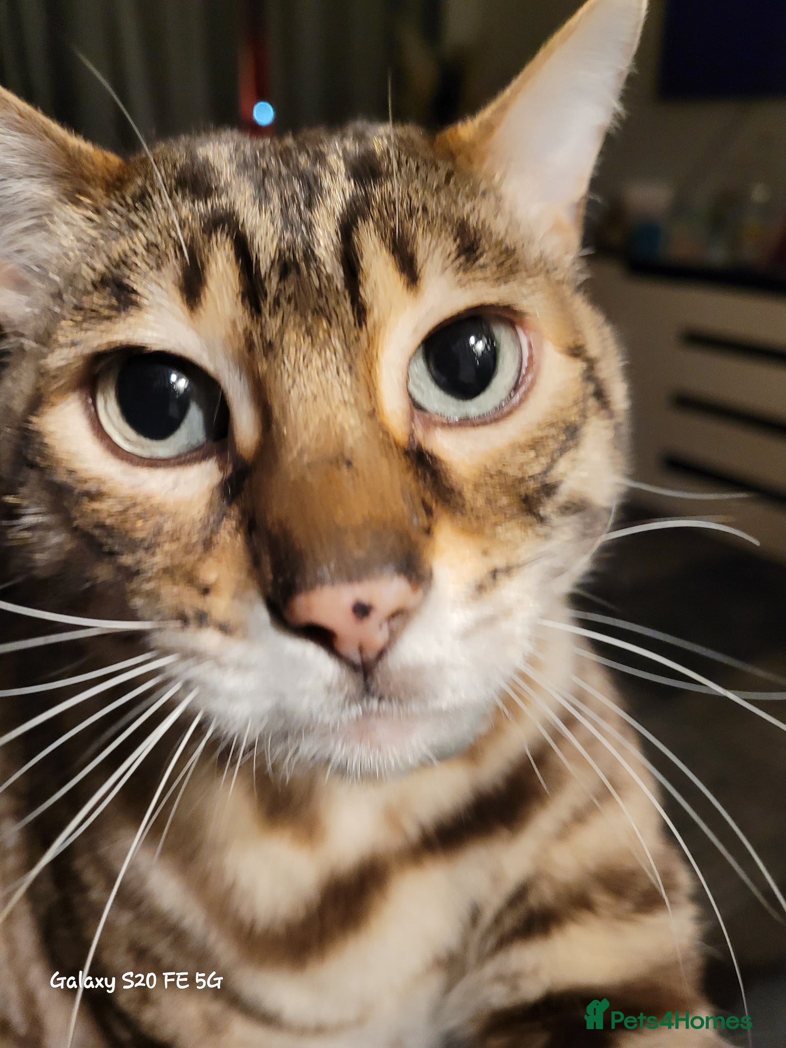 Bengal cats 9 yr old Snow Bengal looking for new home  - Advert 1