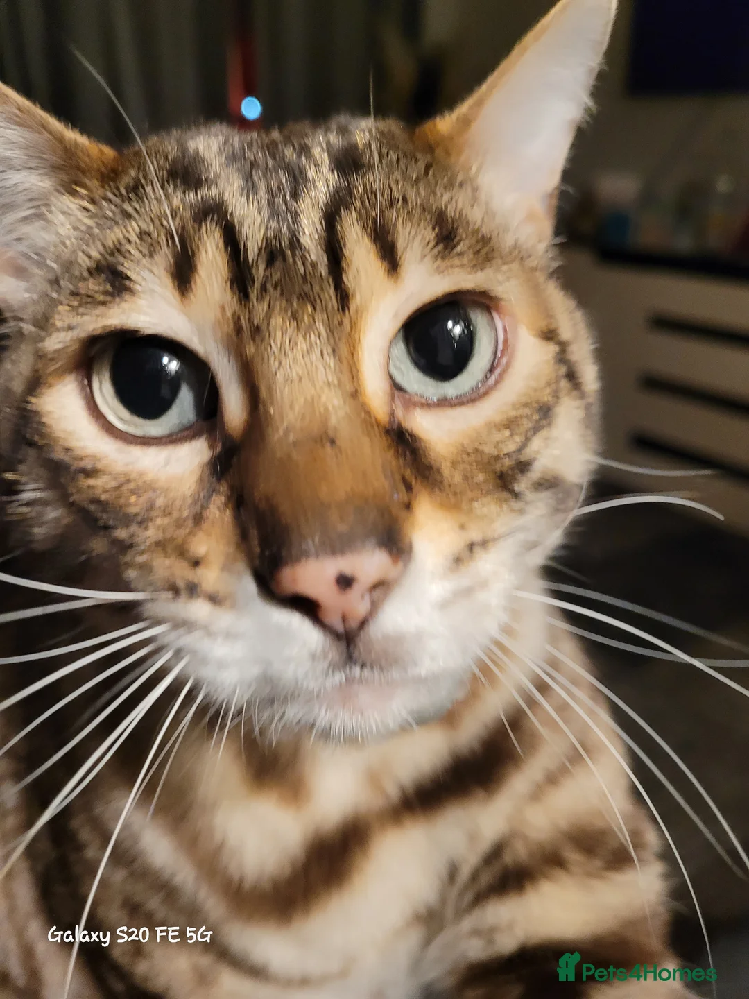 Bengal cats for sale: 9 yr old Snow Bengal looking for new home  in Darlington - Advert 1
