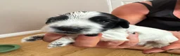 Cocker Spaniel dogs for sale: 6 Beautiful Cocker Spaniel Puppies for Sale - Advert 8