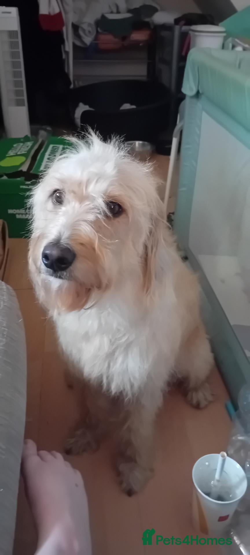 Labradoodle dogs 2.5yr old female labradoodle - Advert 3