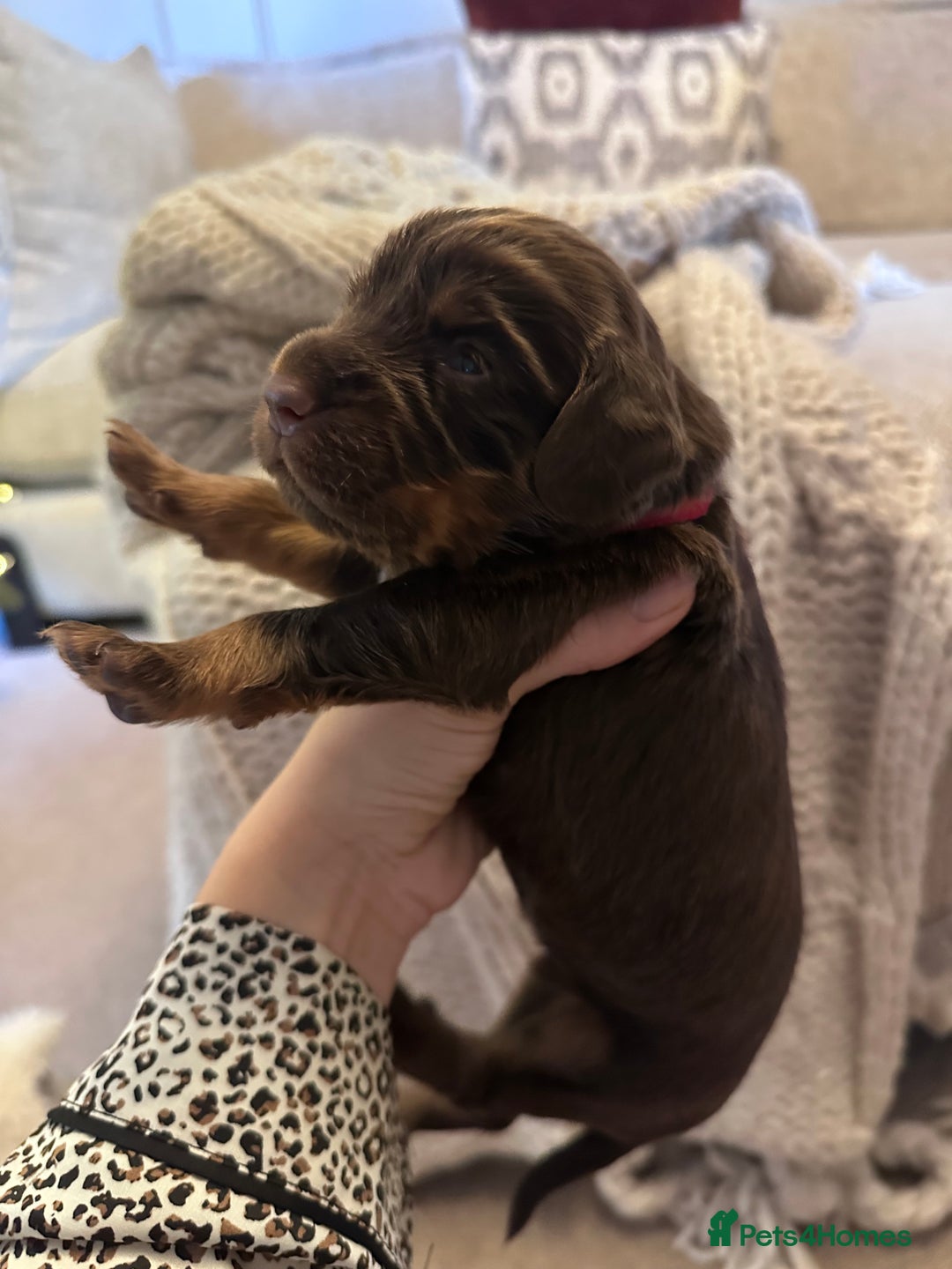 Cocker Spaniel dogs for sale: Stunning KC reg working cocker spaniel puppies  - Advert 16