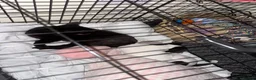 Jack Russell dogs for sale: 7 month old jack Russell  - Advert 4