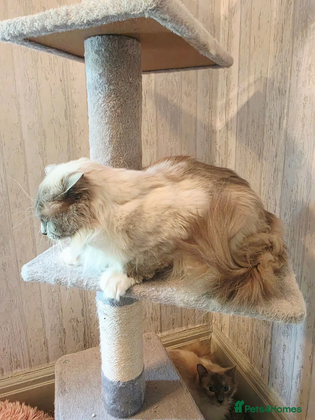 Ragdoll cats for sale: Gorgeous Male Ragdoll for sale  - Advert 2
