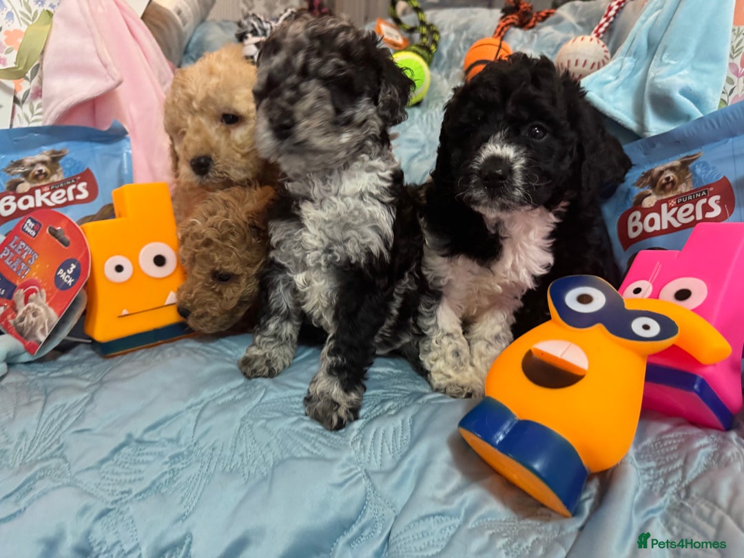 Cockapoo dogs for sale: Cockapoo puppies  - Advert 13