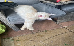 Maine Coon cats for sale: Beautiful girl  - Image 5