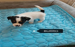 Jack Russell dogs for sale: Jack Russell puppies,Parents reg.Kennel club, - Image 7