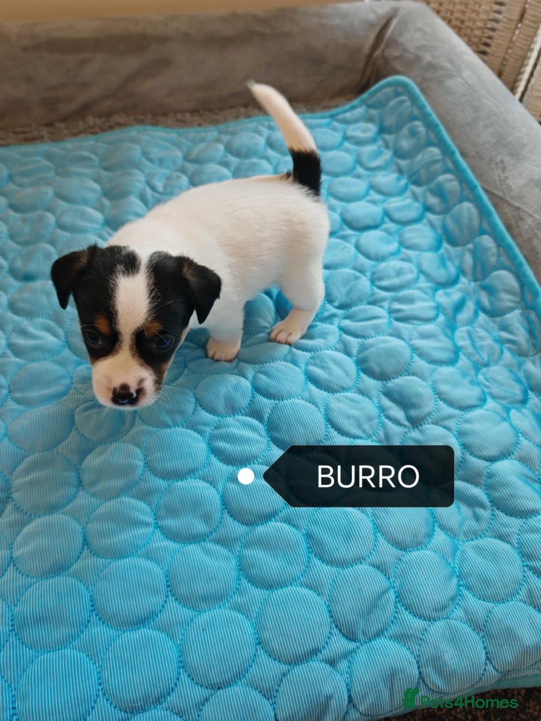 Jack Russell dogs for sale: Jack Russell puppies,Parents reg.Kennel club, - Image 7