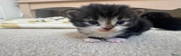 Mixed Breed cats for sale: 2 female 1 male kitten  in Exeter - Advert 8