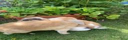 Mini Lop rabbits for sale: 2 Mini Lops - Advert 5