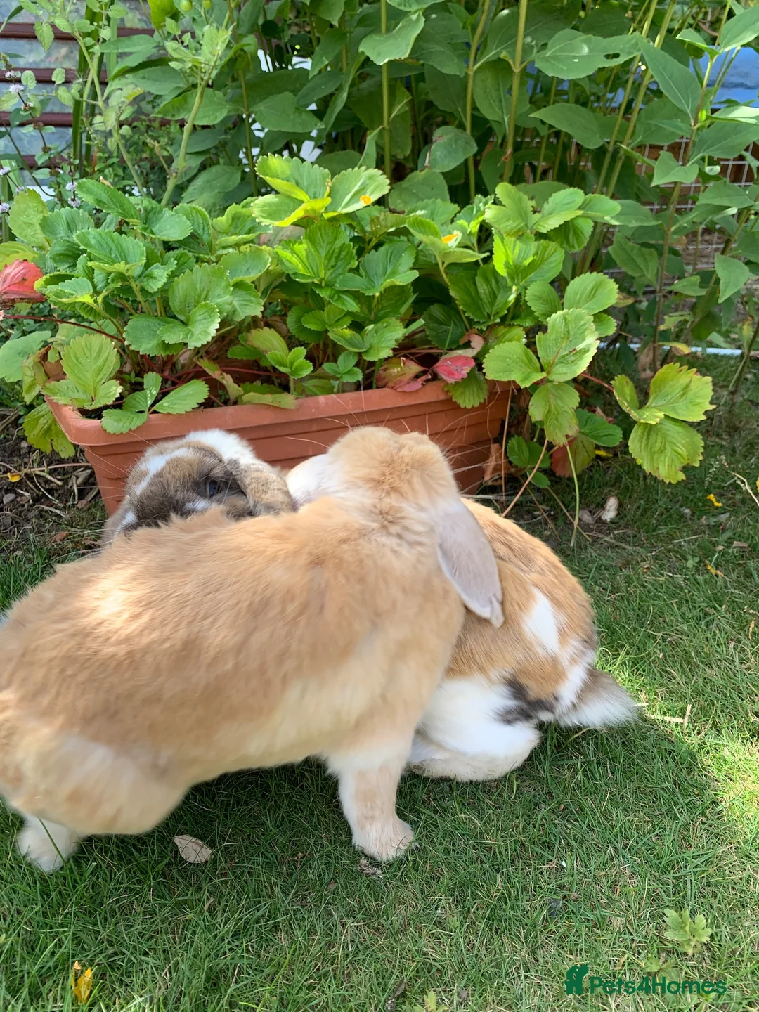 Mini Lop rabbits for sale: 2 Mini Lops - Advert 5
