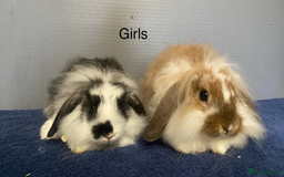 Lionhead rabbits for sale: Lion head x lop baby rabbits - Image 4