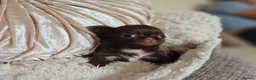 Chihuahua dogs for sale: Xx quality chocolate longcoat chihuahua puppies Xx - Advert 15