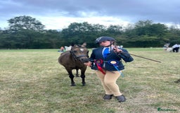 Welsh Section B horses for sale: sad sale of the most beautiful little dun mare! - Image 1